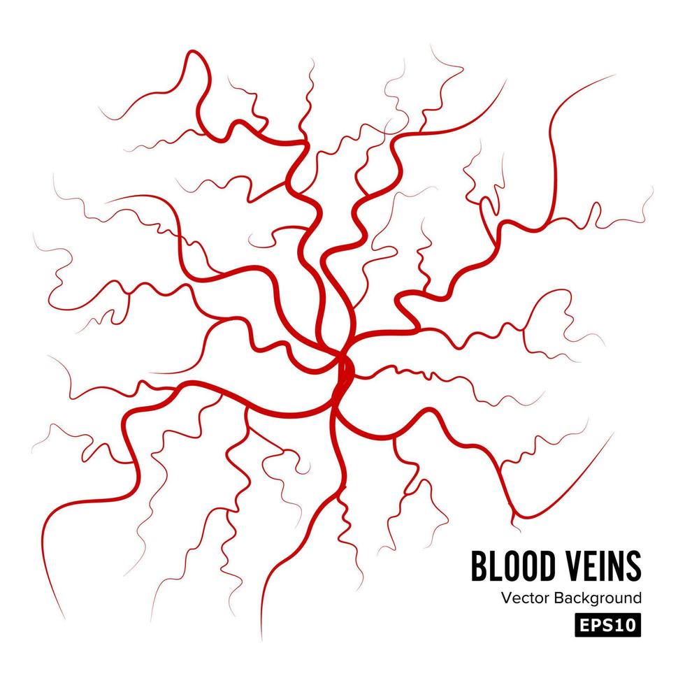 menschlicher Blutvenenvektor. blutarterien isoliert auf weiß. Blutgefäße. Bild der Abbildung der roten Adern der Gesundheit. vektor