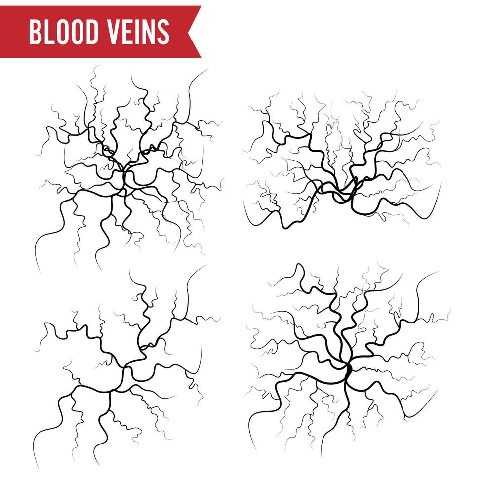 mänsklig blod vener vektor. blod artärer isolerat på vit. uppsättning av blod ådror. bild av hälsa röd vener illustration. vektor