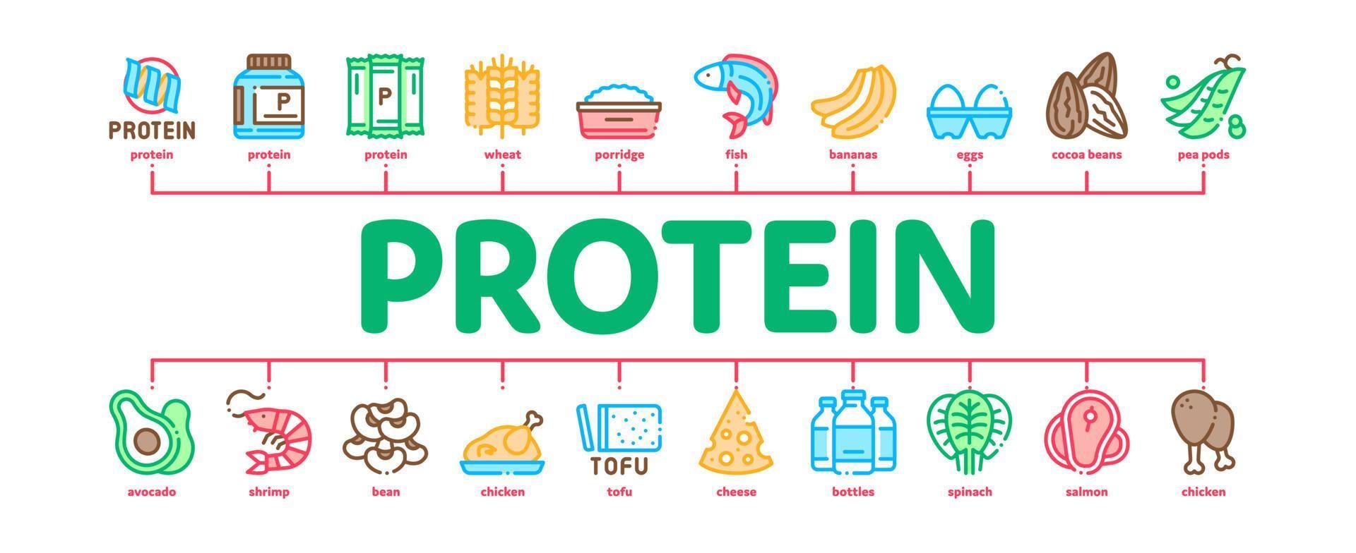 Protein-Lebensmittelernährung minimaler Infografik-Banner-Vektor vektor