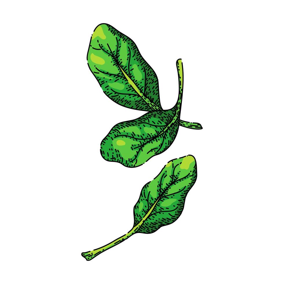 spenat blad grön skiss hand dragen vektor