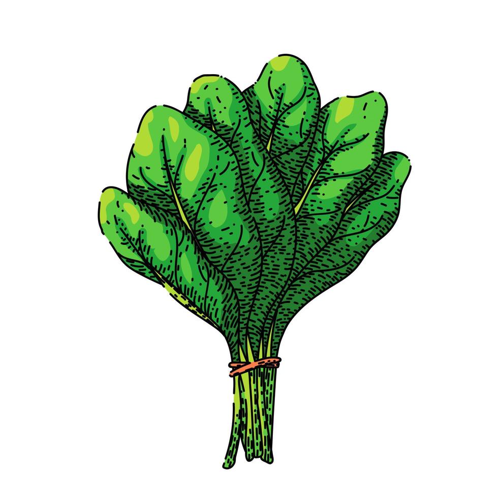 spenat blad grön skiss hand dragen vektor