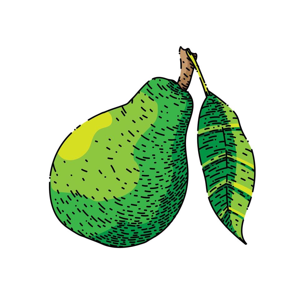 päron grön skiss hand dragen vektor