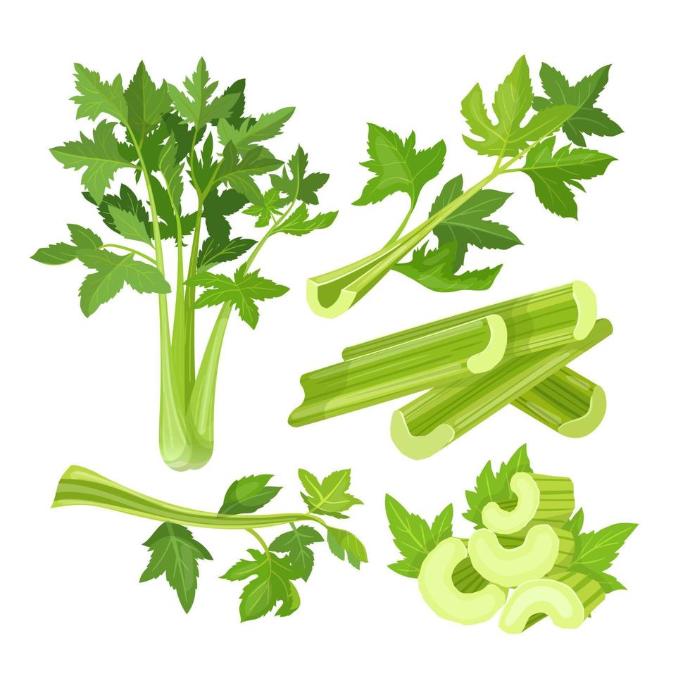 Sellerie-Gemüse-Lebensmittel-Set Cartoon-Vektor-Illustration vektor
