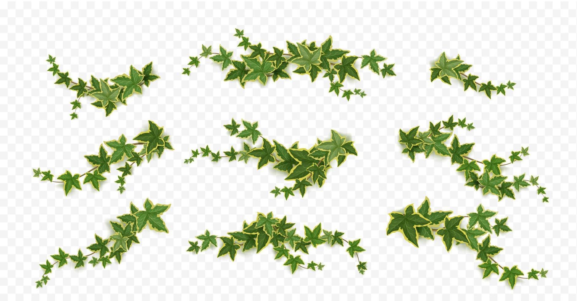 Efeu-Kletterreben mit grünen Pflanzenblättern vektor