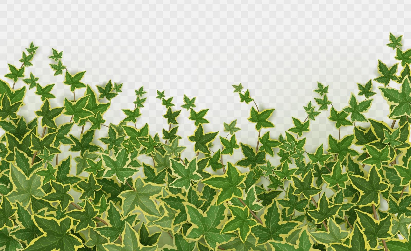 realistisk murgröna bakgrund på grå bakgrund vektor