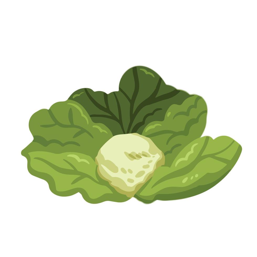 Grünkohl-Gemüse-Vektor-Illustration isoliert auf weißem Hintergrund. lebensmittelzutaten zeichnen mit einfachen flachen farben der karikatur. vektor