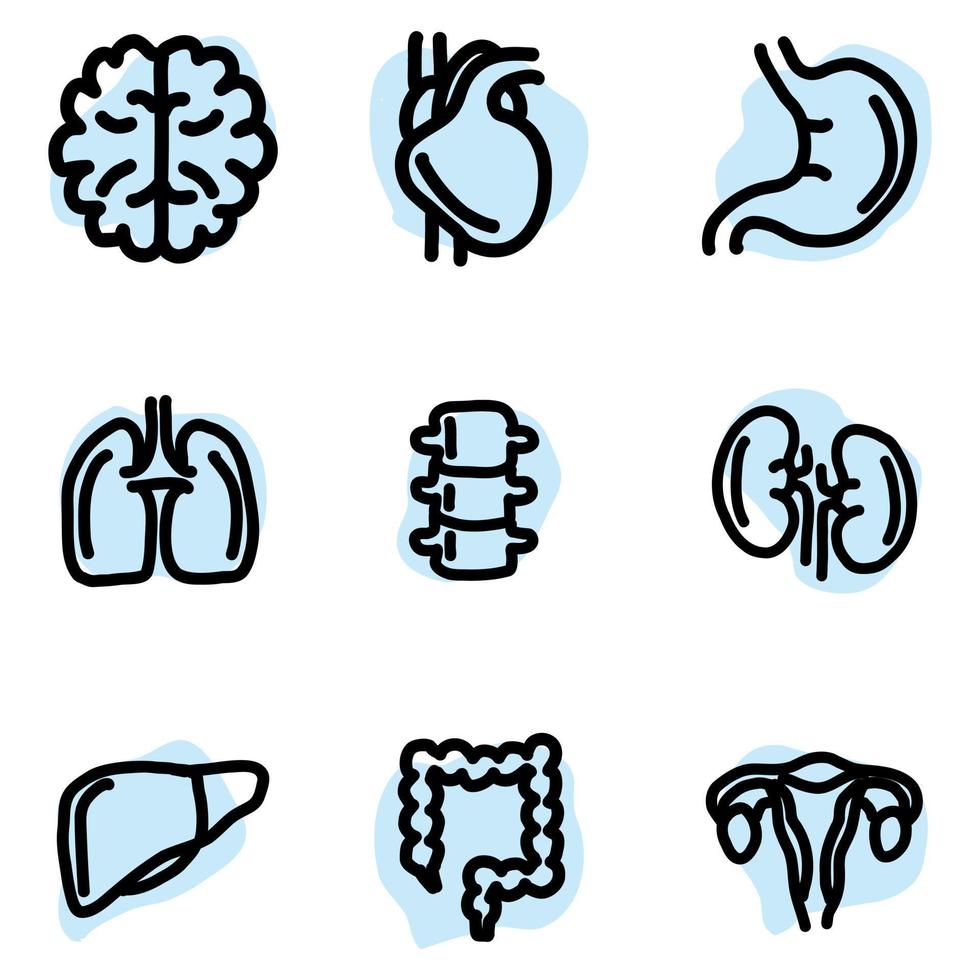 Satz menschlicher innerer Organe. vektor