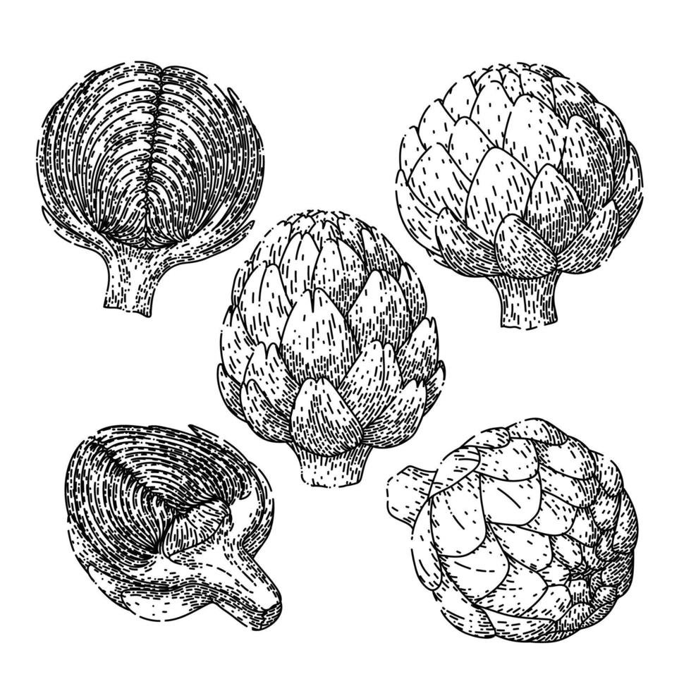 artischocke essen set skizze handgezeichnete vektor