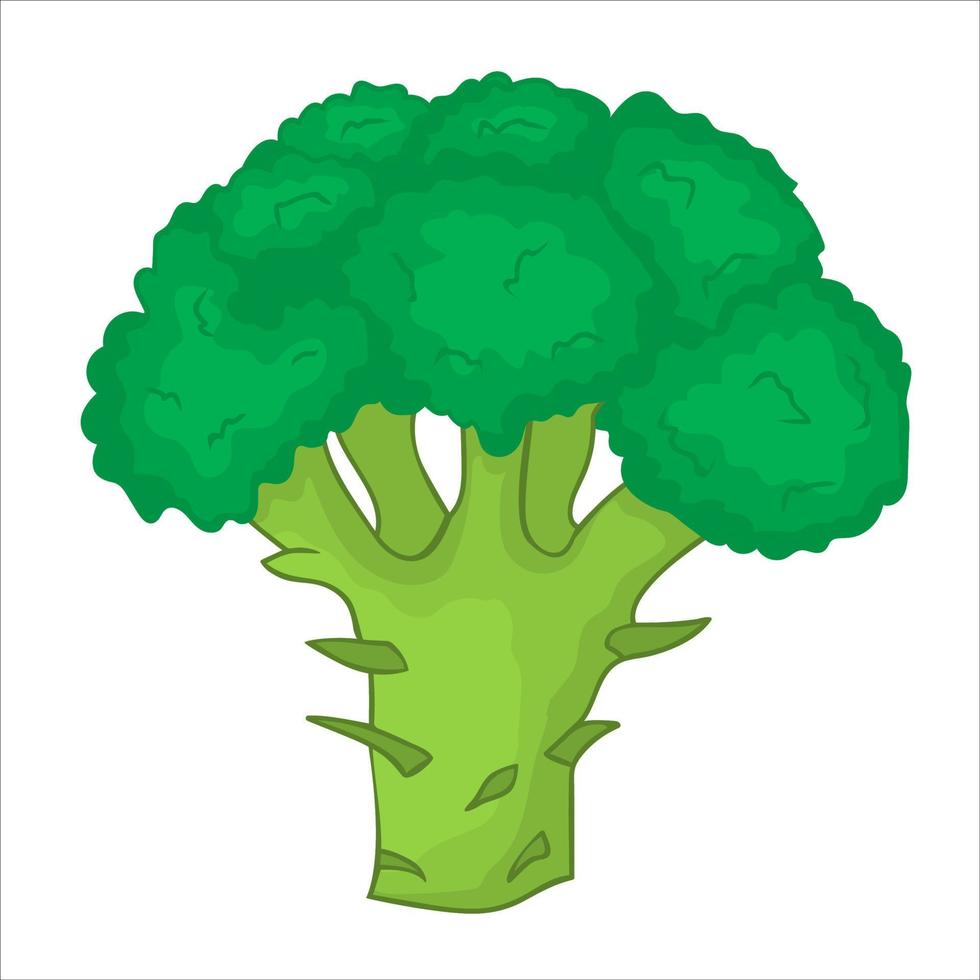 broccoli. färsk och friska mat vektor