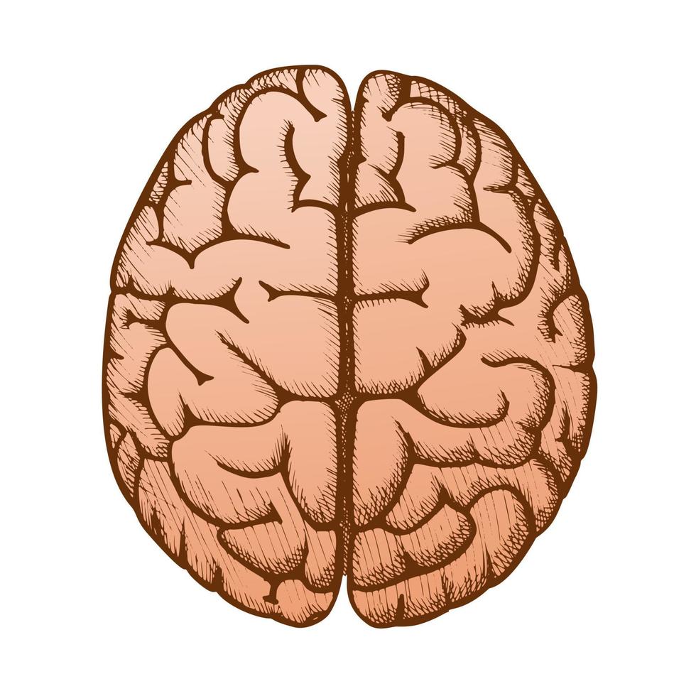 Kopf Organ menschliches Gehirn Draufsicht Vintage Farbvektor vektor