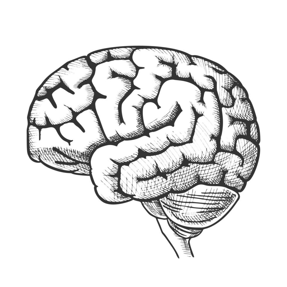 Kopf Organ menschliches Gehirn Seitenansicht Vintage Vektor