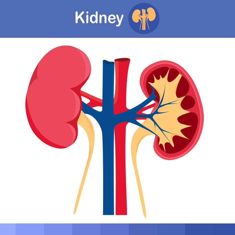 mänsklig njure på vit bakgrund ,vektor illustration. vektor
