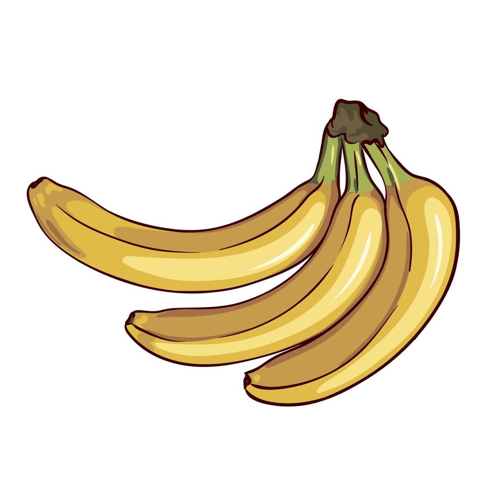tre mogen bananer isolerat på vit bakgrund, hand dragen botanisk vektor illustration