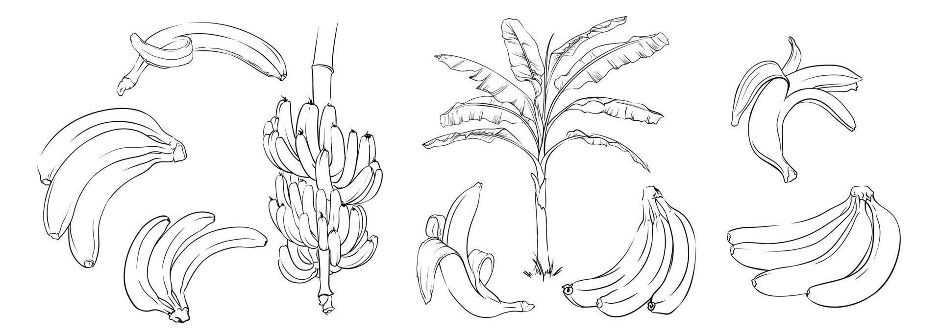 handgezeichnete einfarbige Bananen. konturen von banane, bananenbündel und bananenpflanze. Schwarz-Weiß-Vektor-Illustration von Bananen vektor