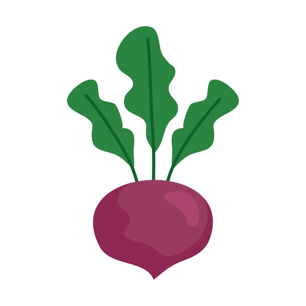Rettich frisches Gemüse, in weißem Hintergrund vektor
