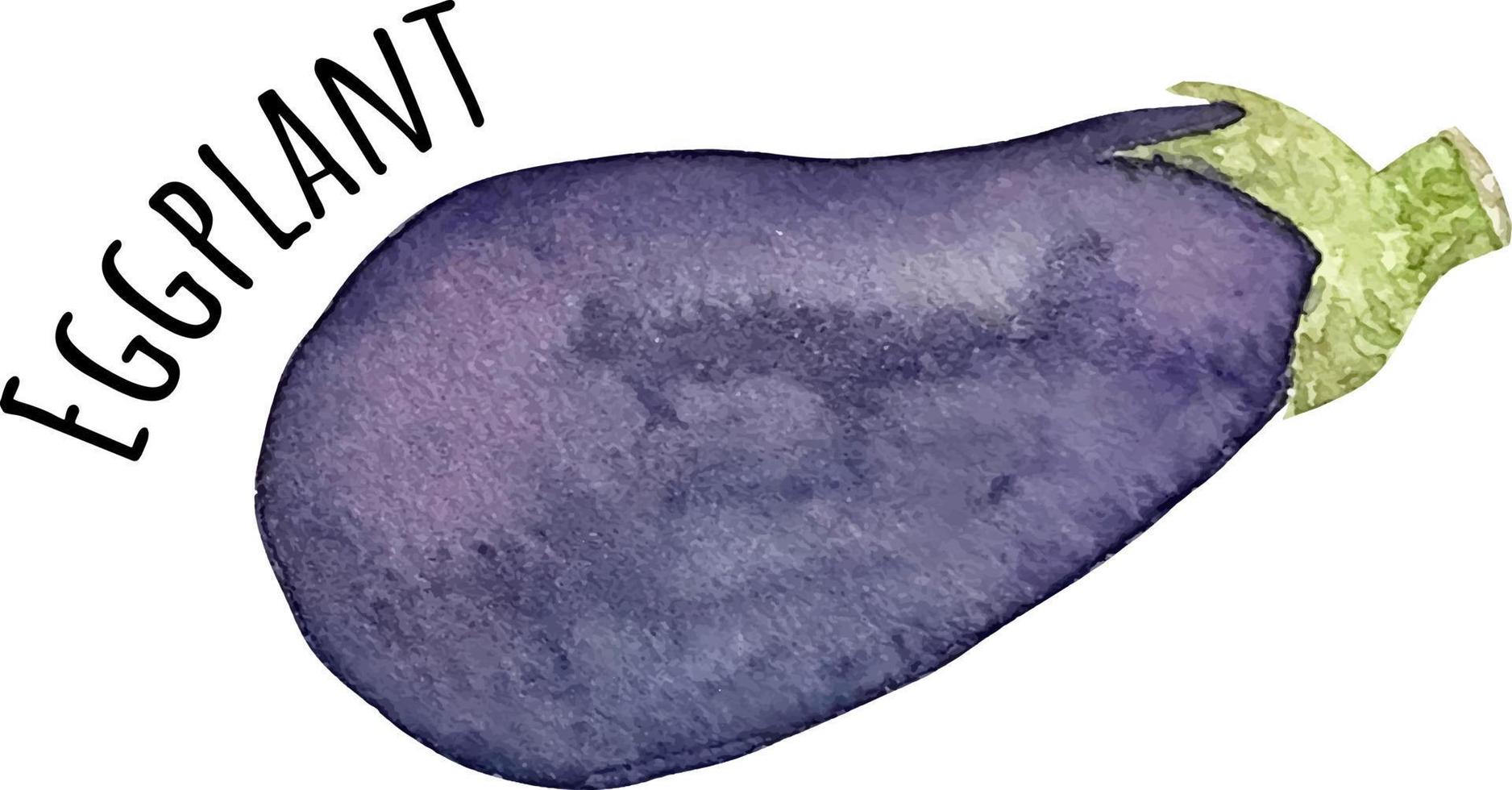 Aquarellillustration der purpurroten Aubergine. frisches rohes Gemüse. Auberginen-Liebhaber-Illustration vektor