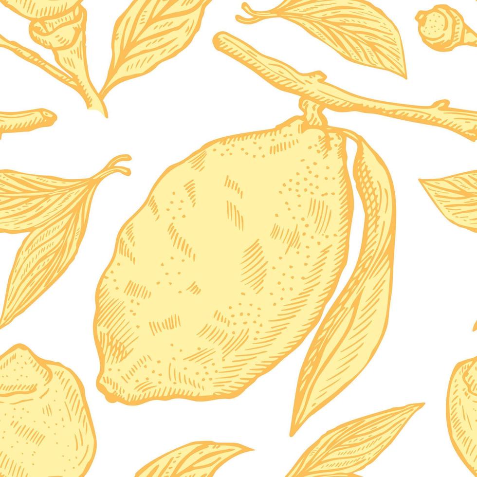 sömlös mönster citroner sömlös mönster. årgång bakgrund med hela citron, skivad, halv, blad och utsäde i hand dragen stil. citrus- design textur för skriva ut, tyg, omslag, tapet, vävnad. vektor