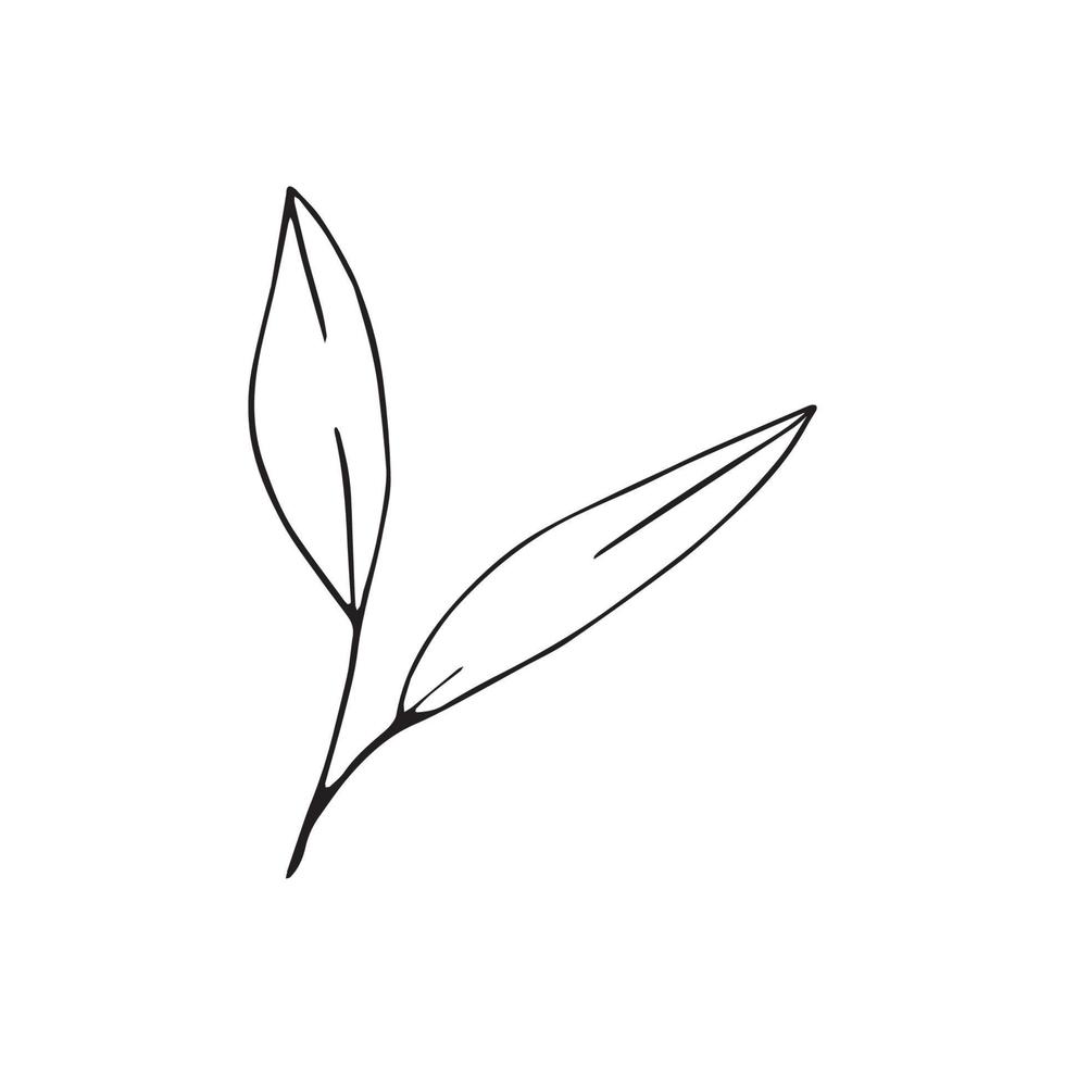 olivenblätter für italienisches küchendesign oder extra natives öl für lebensmittel oder kosmetikproduktverpackungen. hand gezeichnete illustration im vektor. vektor