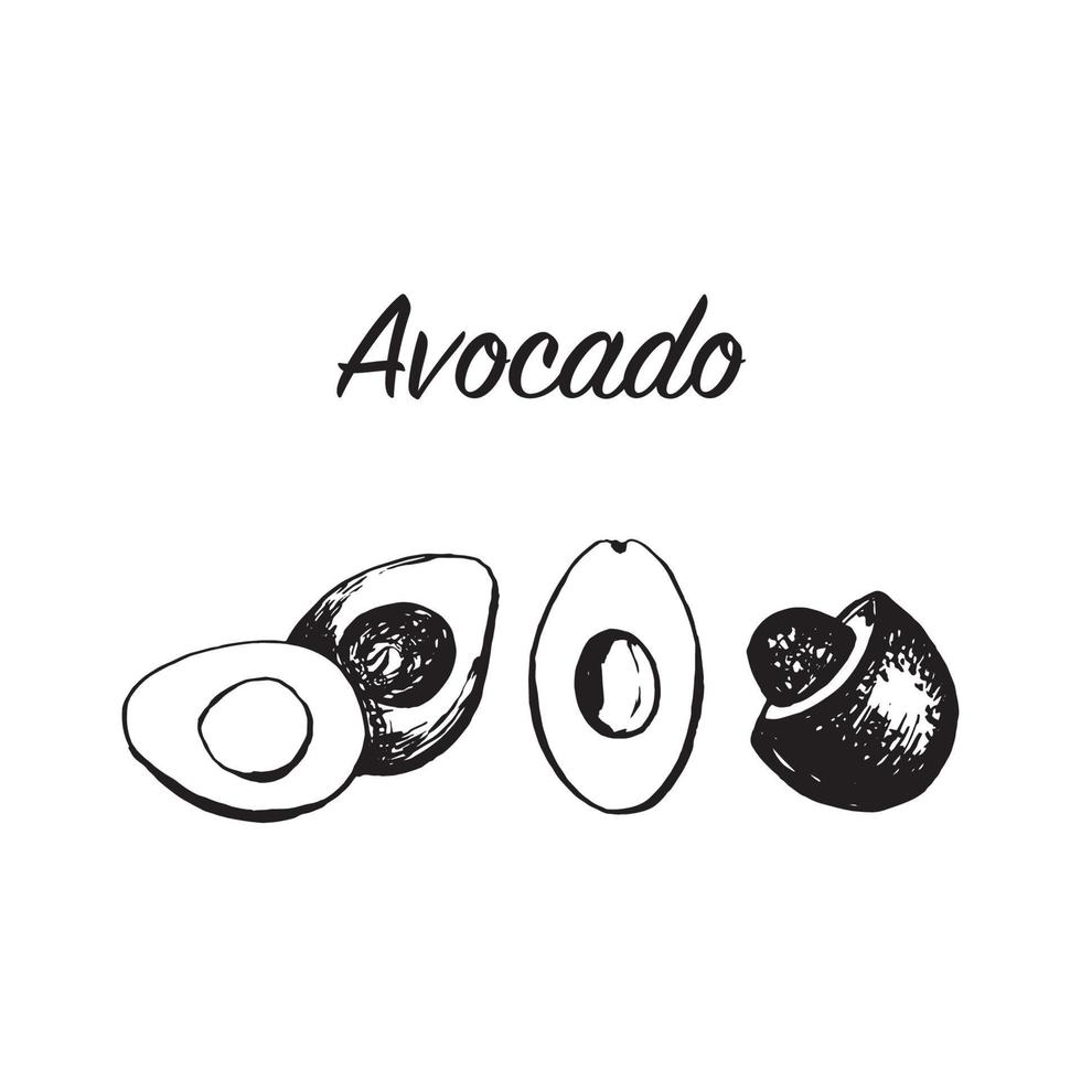 handgezeichneter Vektor-Avocado-Satz. tropische Abbildung. lebensmittelkonzept für ökologisches produkt und werbung. vektor