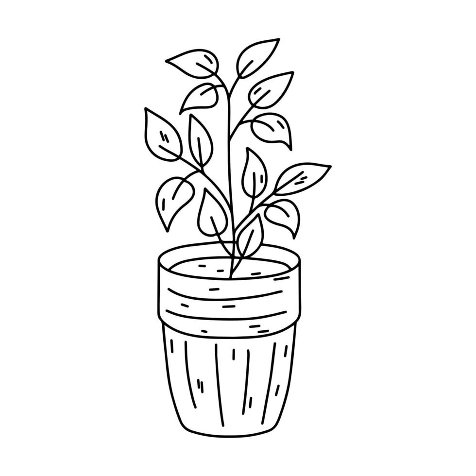 Zimmerpflanze im Keramiktopf im handgezeichneten Doodle-Stil. dekorative Topfpflanzenskizzenillustration für Druck, Netz, Mobile und infographics lokalisiert auf weißem Hintergrund. vektor