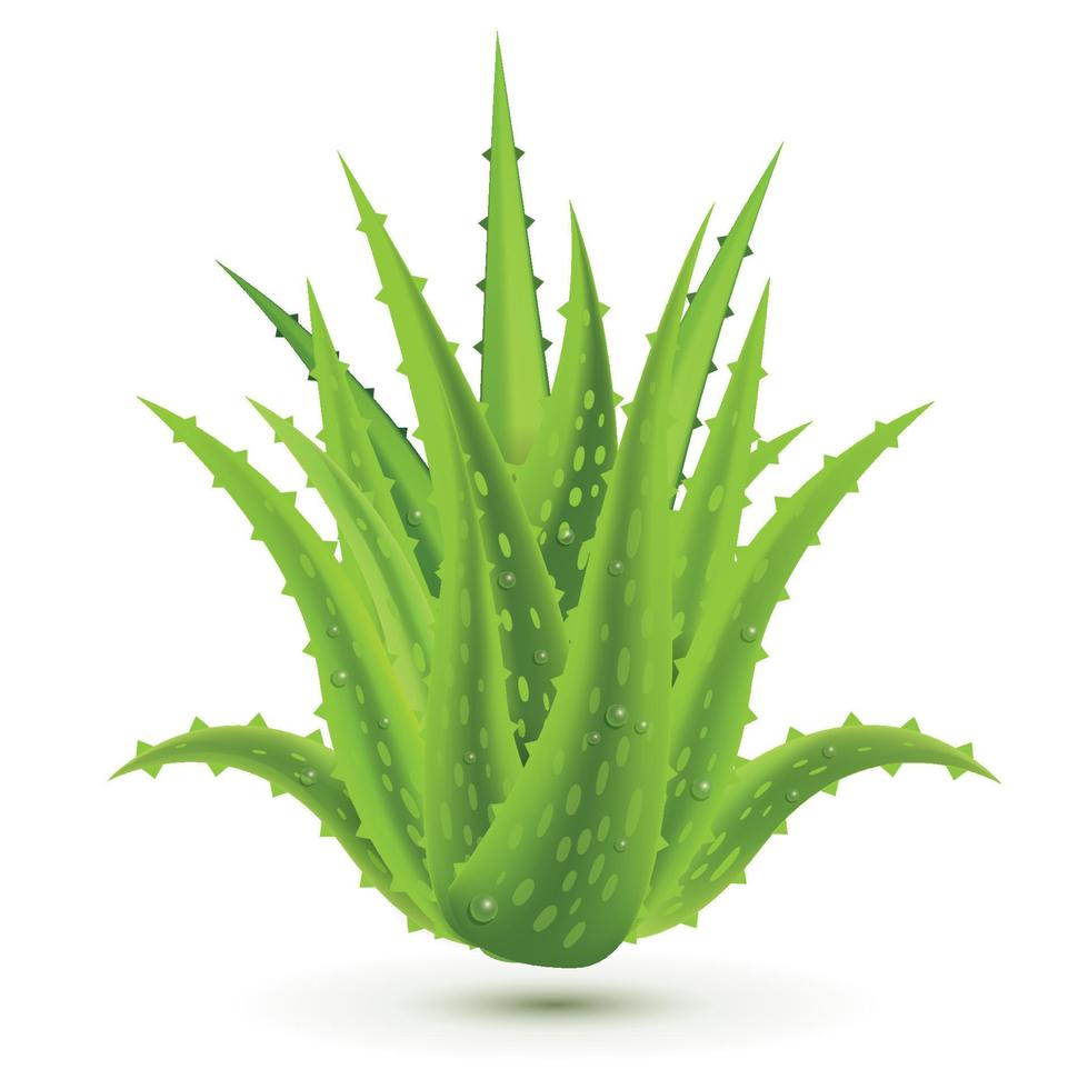 Aloe Vera mit Wassertropfen isoliert auf weißem Hintergrund. vektor