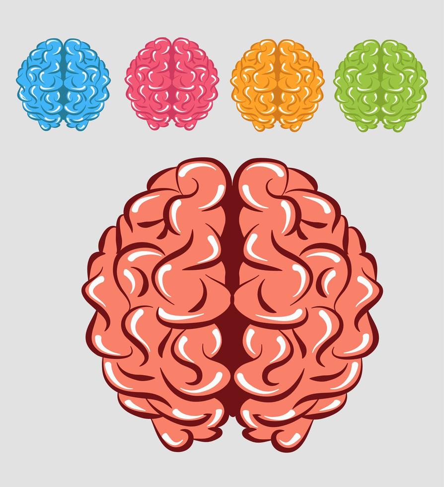 färgglada mänskliga hjärnor vektor