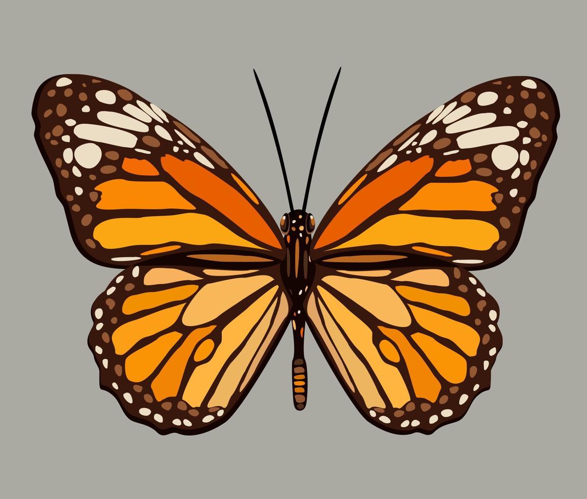 vektor illustration av monark fjäril.