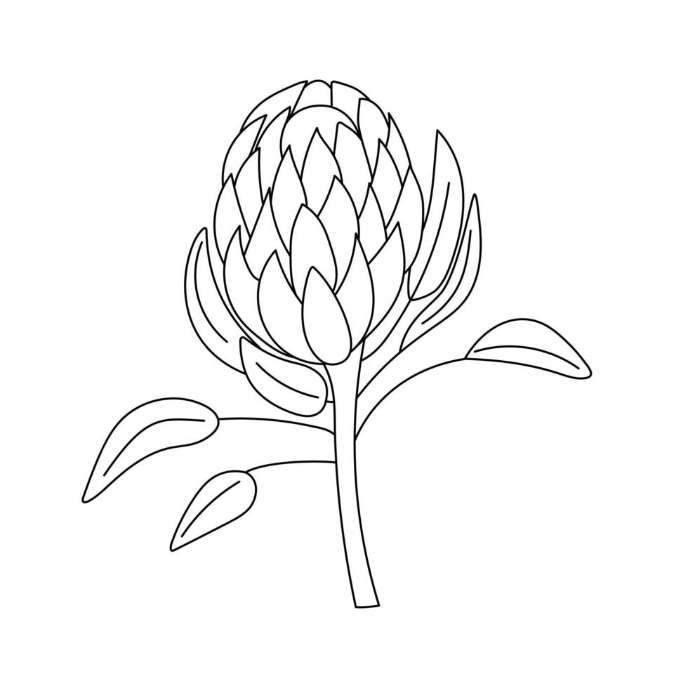 översikt teckning av en protea flower.vector illustration. vektor