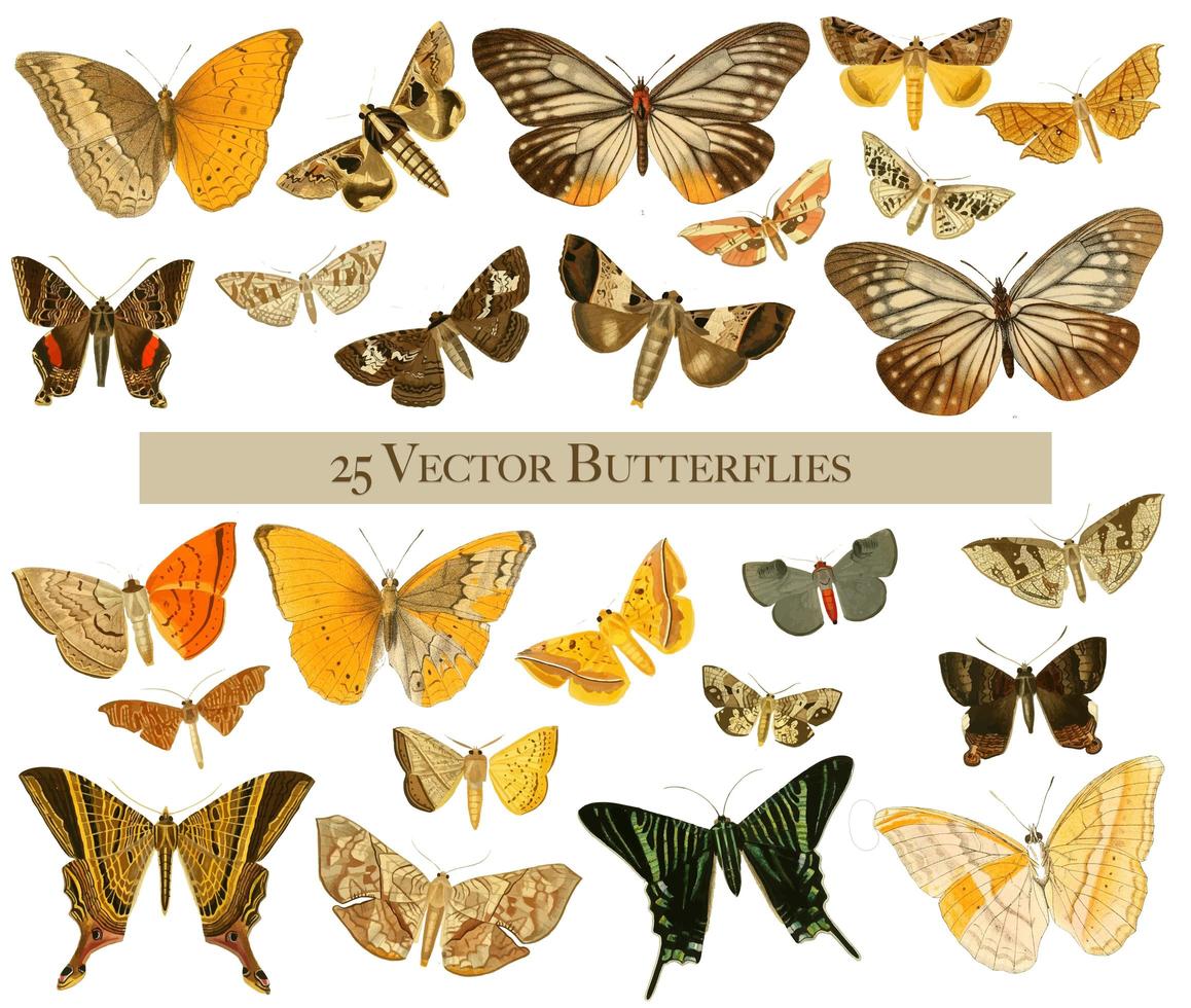 25 Vintage Aquarell Schmetterlinge Schmetterling vektor