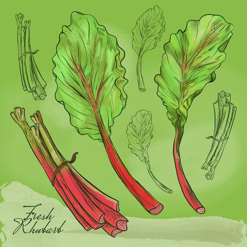 Frische Rhabarber-Illustration vektor