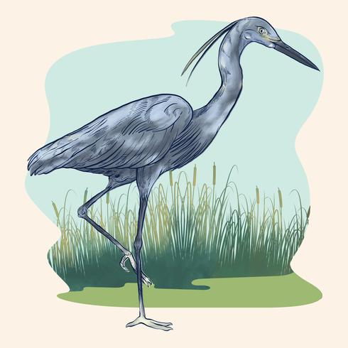 Reiher-Vogel mit Reed- und Sumpf-Hintergrund-Illustration vektor