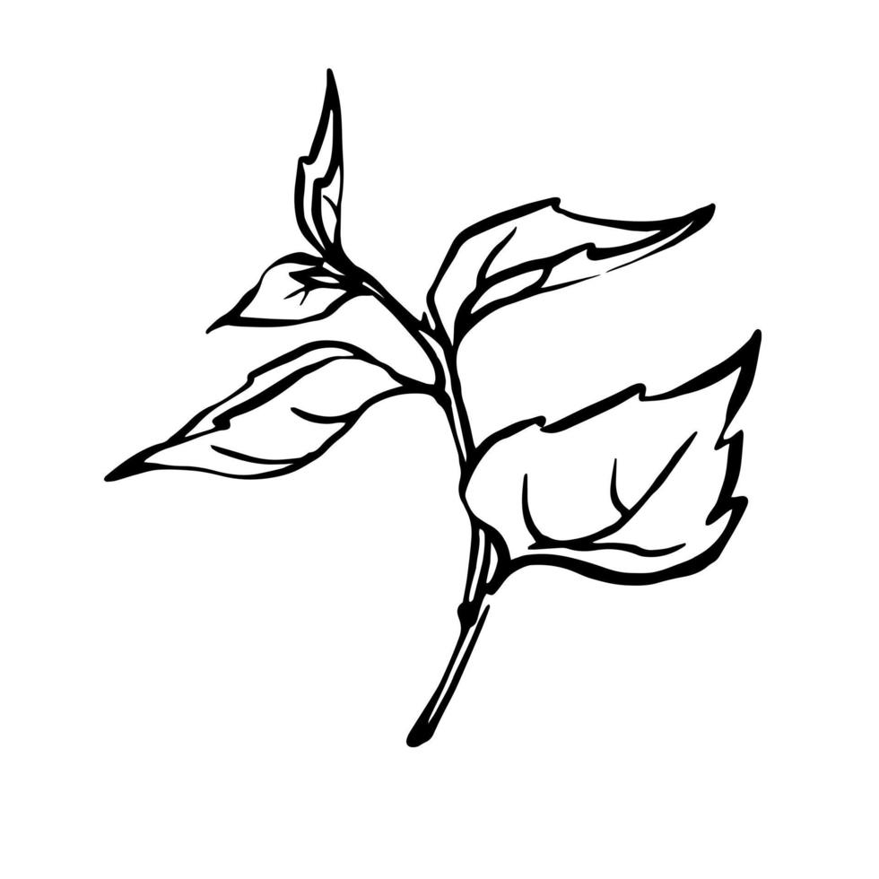 handgezeichnete Minzpflanze Schwarz-Weiß-Umrissillustration, Pfefferminz-Monochrom-Vektorzeichnung. vektor