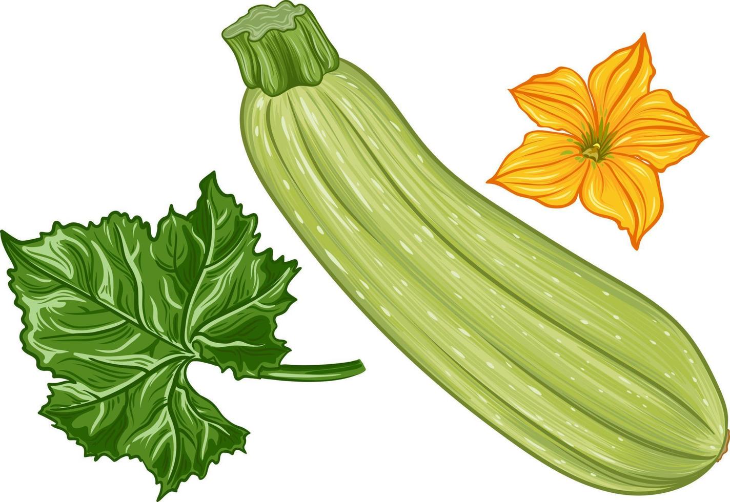 färsk grön zucchini med löv och en blomma på en transparent bakgrund. botanisk realistisk squash frukt illustration vektor