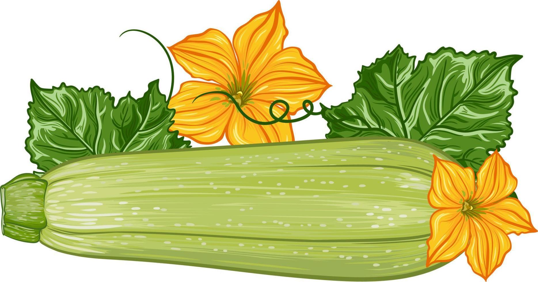 sammansättning med färsk grön zucchini med löv och blommor på en transparent bakgrund. botanisk realistisk squash frukt illustration vektor