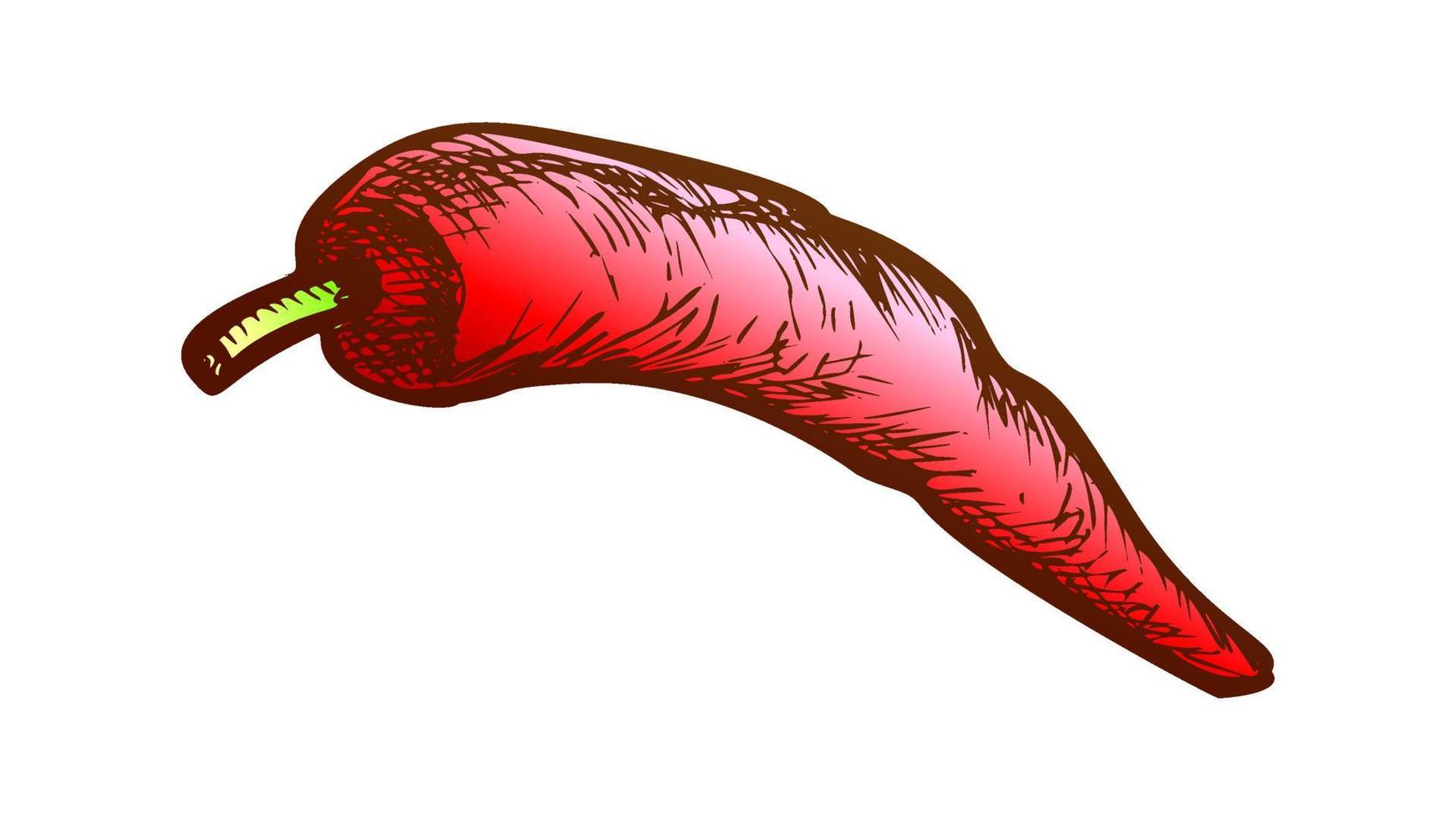 Paprika Chilischote Gemüse Farbvektor vektor