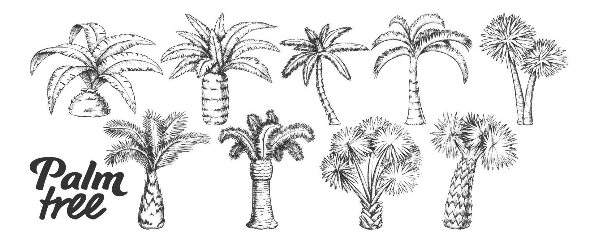 palmenhohe und kleine stammbäume setzen tintenvektor vektor