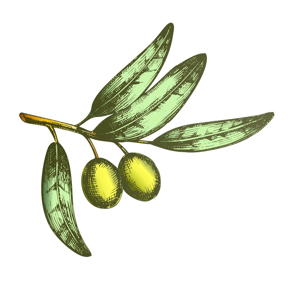 Färg symbol av fred oliv gren hand dragen vektor
