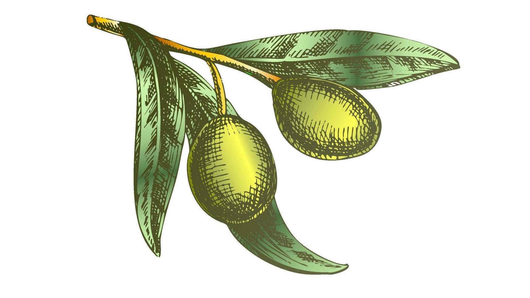 Färg organisk näring oliv gren hand dragen vektor