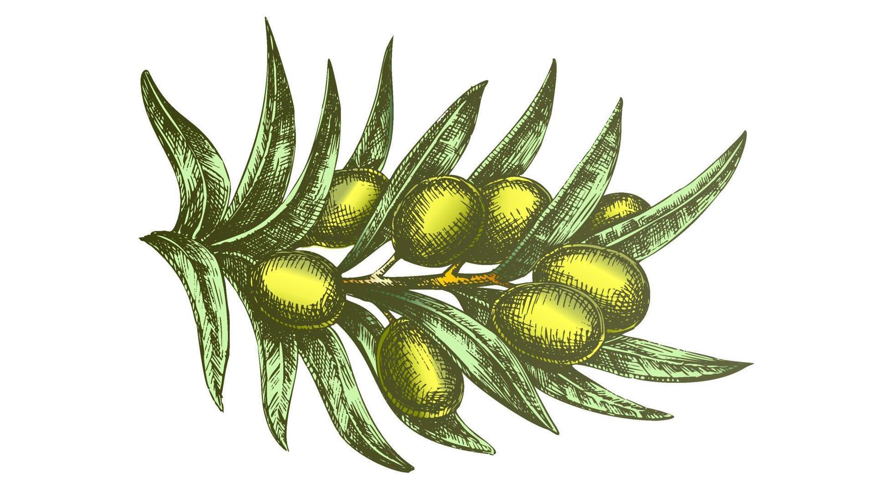 Färg organisk naturlig oliv gren hand dragen vektor
