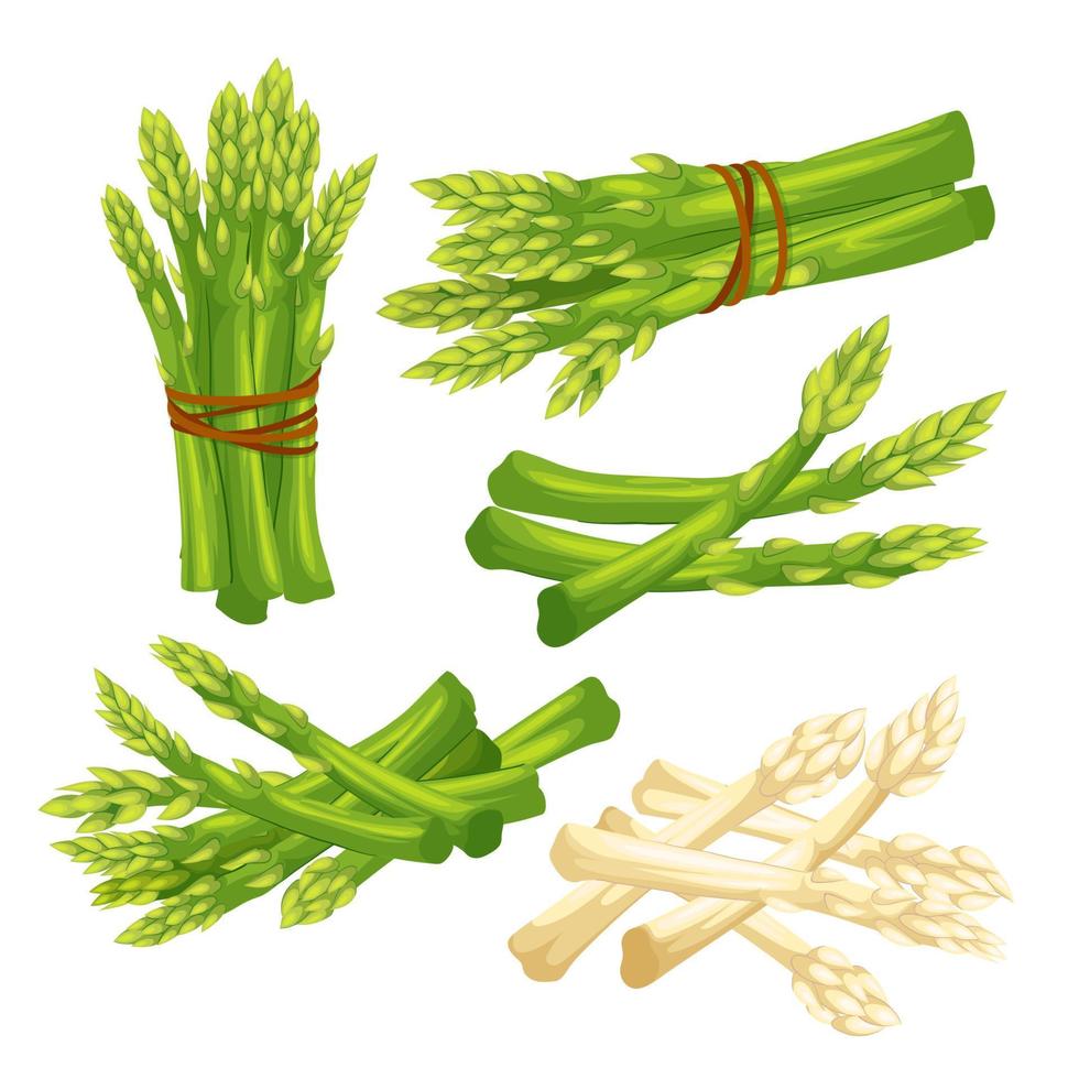 sparris grön vit mat uppsättning tecknad serie vektor illustration
