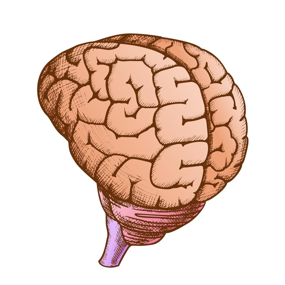 anatomisches kopforgan menschliches gehirn vintage farbvektor vektor