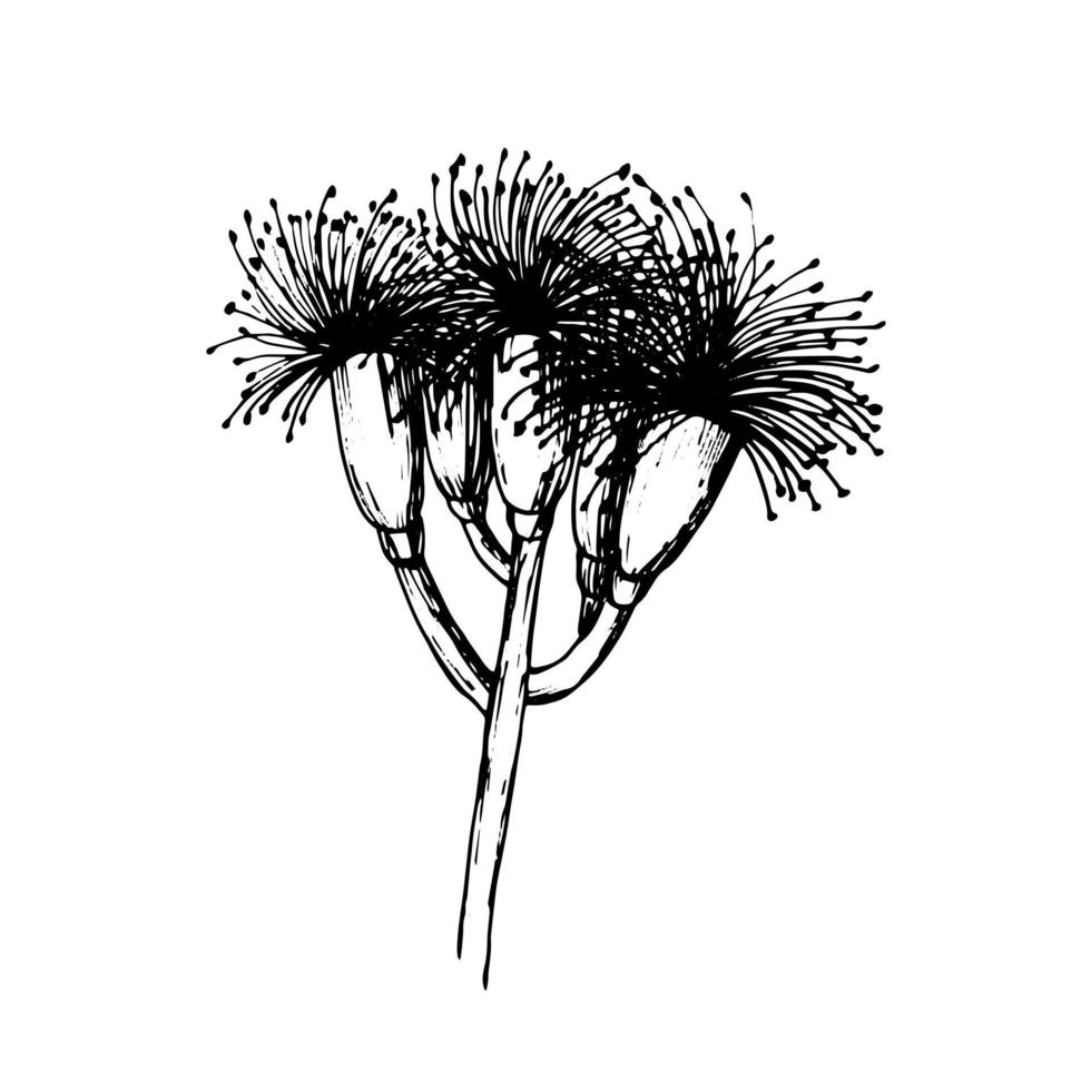 kryddnejlika blomma illustration. vektor kryddnejlika svart och vit skiss. hand dragen blomma klämma konst isolerat.