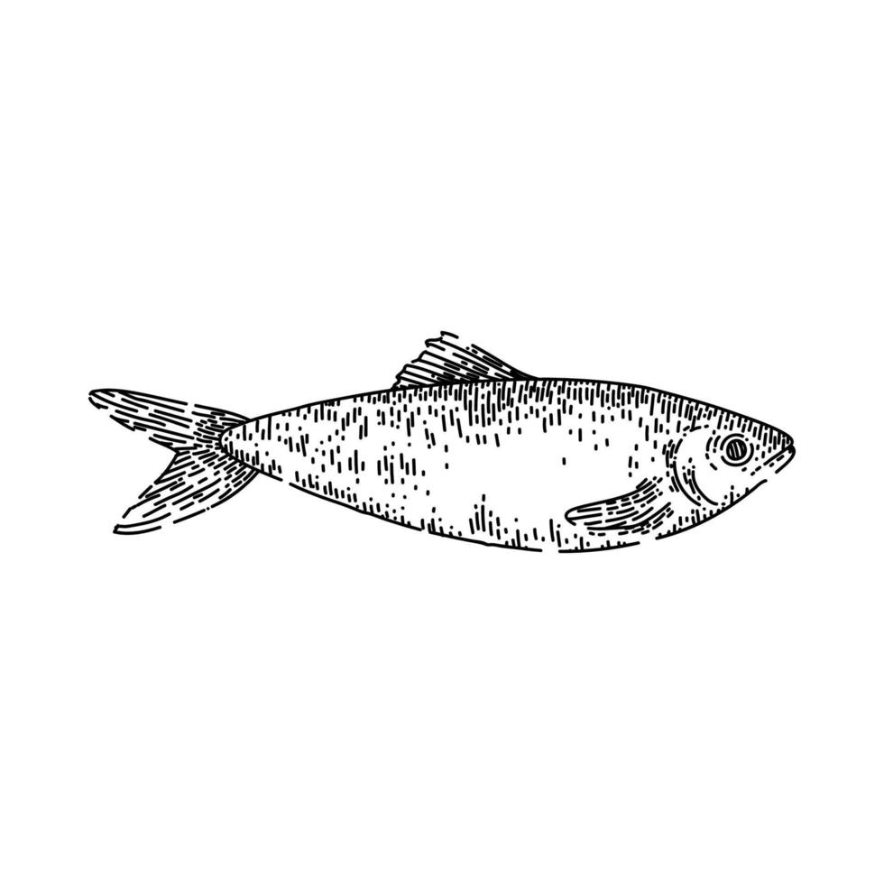 Hering Fisch skizzieren handgezeichneten Vektor