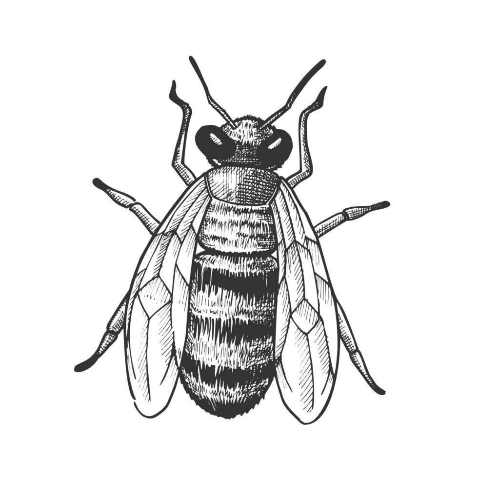 randig bi flygande insekt djur- topp se vektor