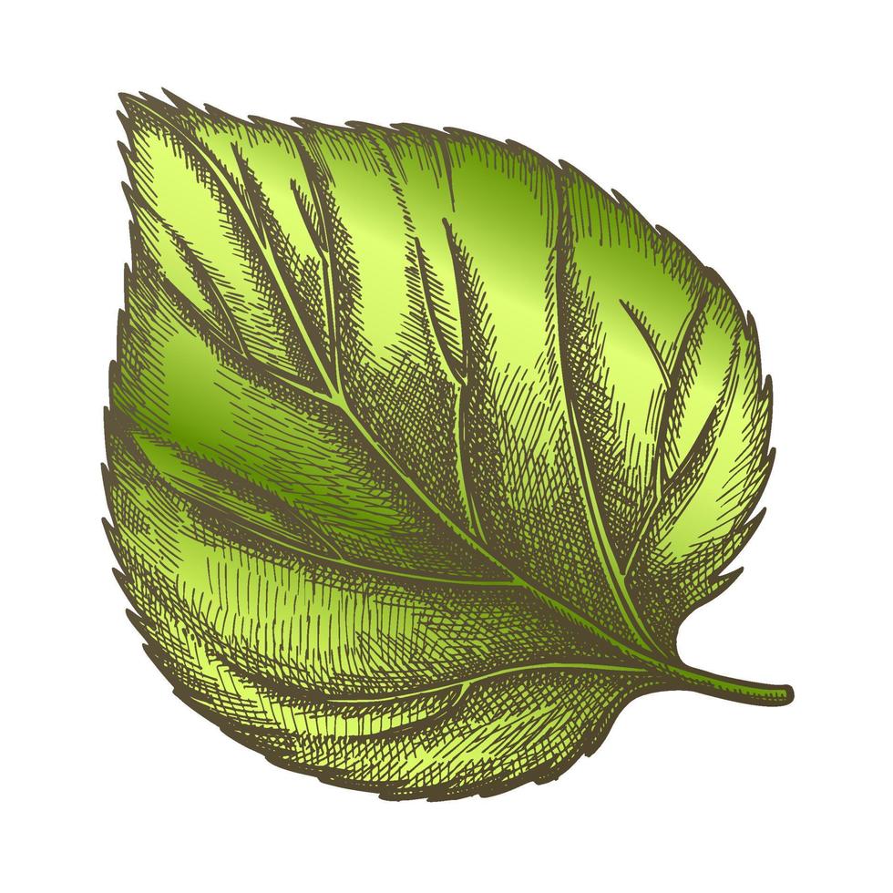 Farbe Natur Blatt der krautigen Hopfenpflanze Nahaufnahme vektor