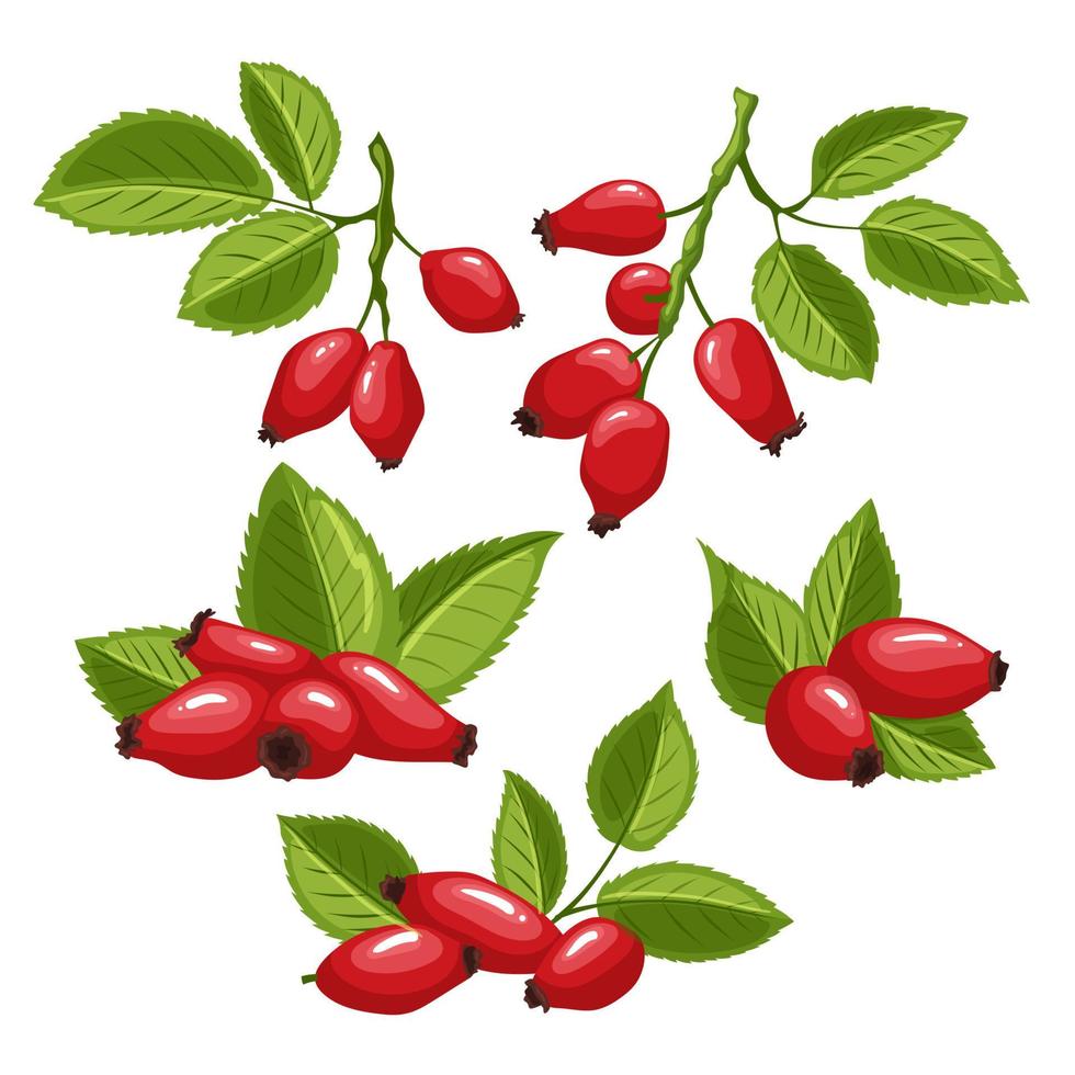 Hagebutte Rose Berry Hip Set Cartoon-Vektor-Illustration vektor