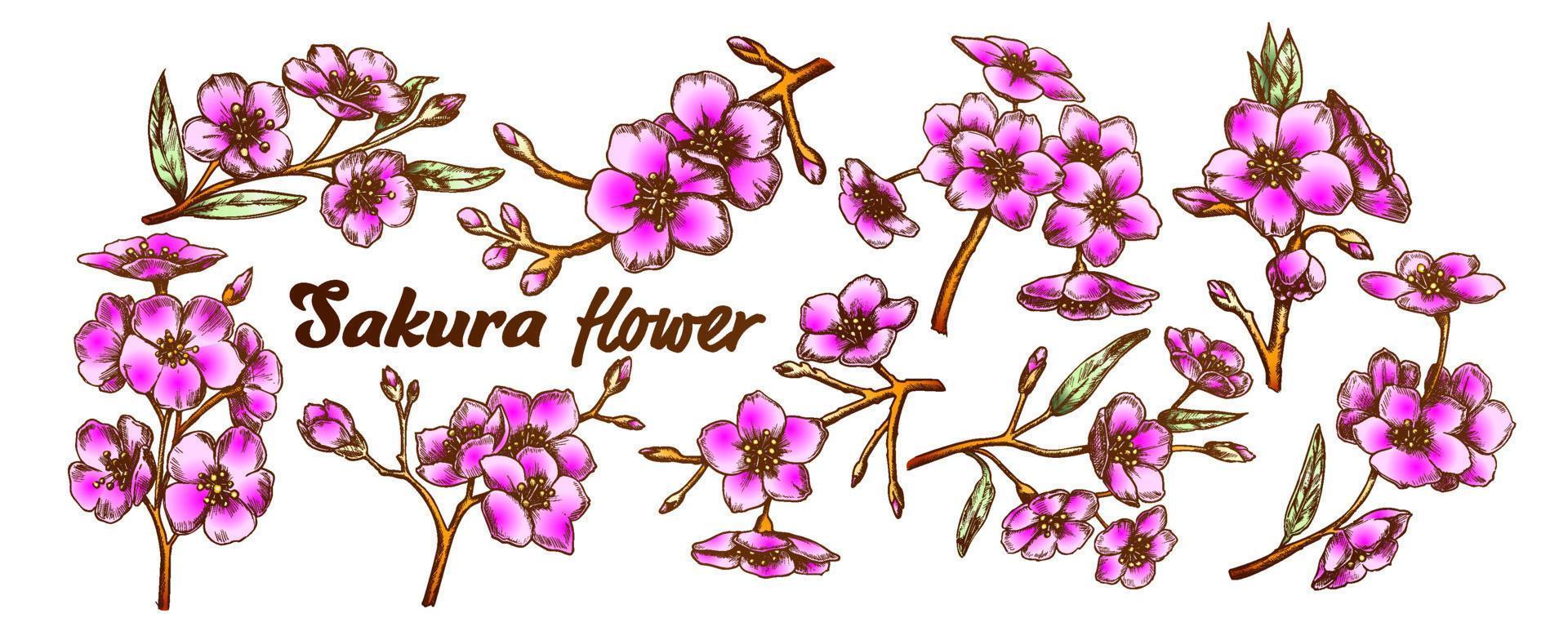 Sakura-Sammlung Äste setzen Farbvektor vektor