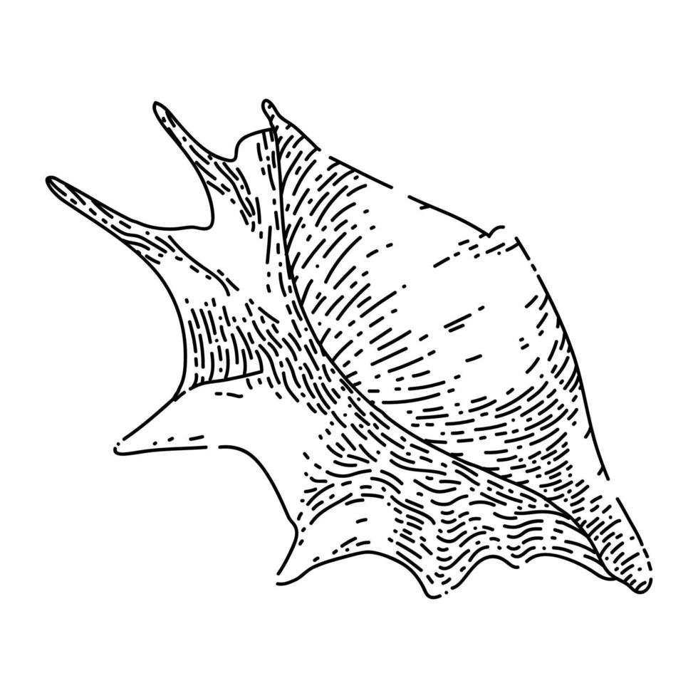 handgezeichneter Vektor der Muschelmeerskizze