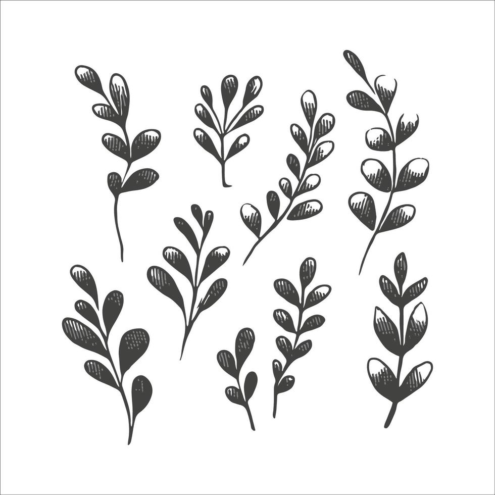 sammlung von waldfarnen eukalyptus natürliche laubkunst kräuterblätter im silhouettenstil. elegante illustration der dekorativen schönheit für handgezeichnetes blumenmuster vektor