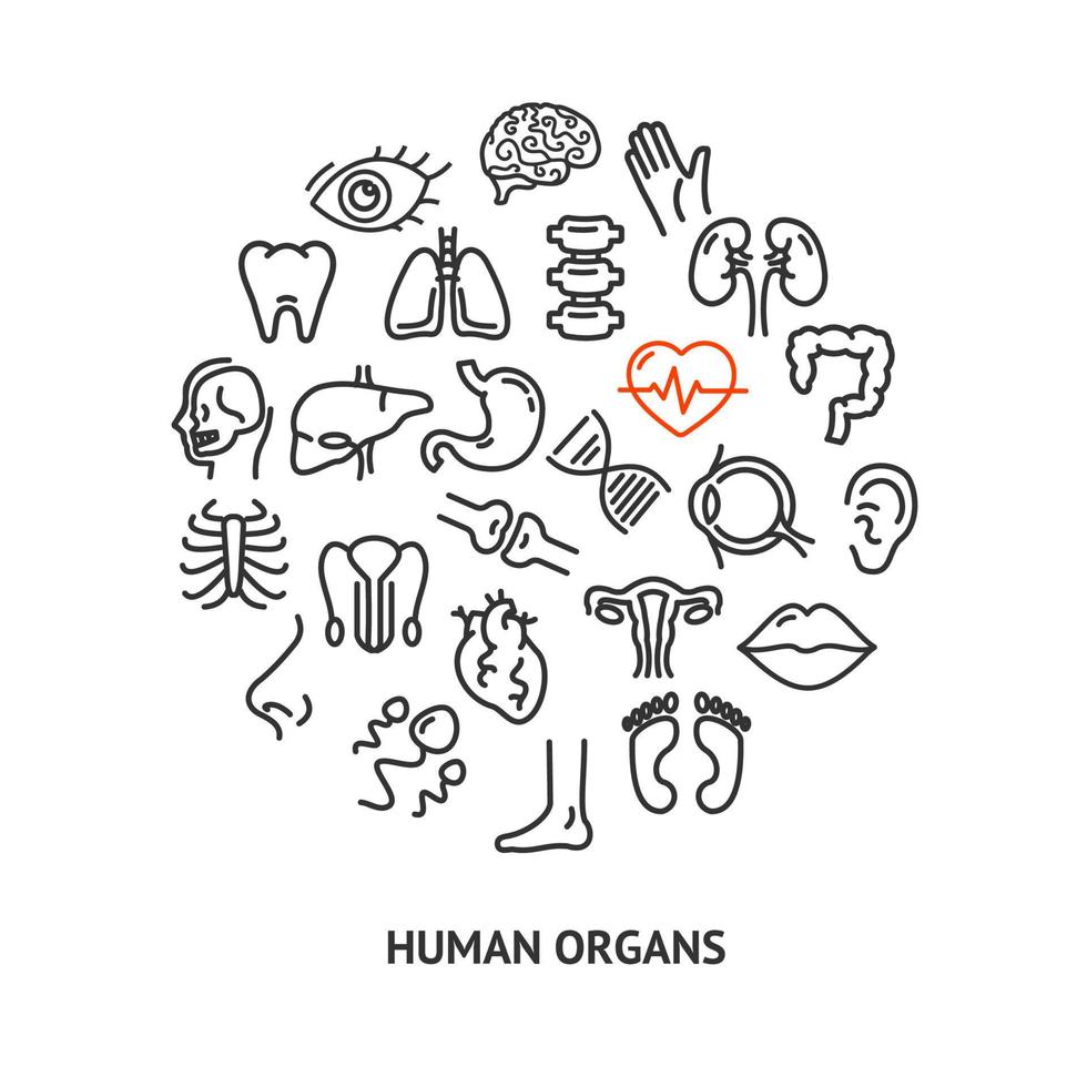 menschliche Anatomie Runde Designvorlage Höhenlinien Symbol Konzept. Vektor